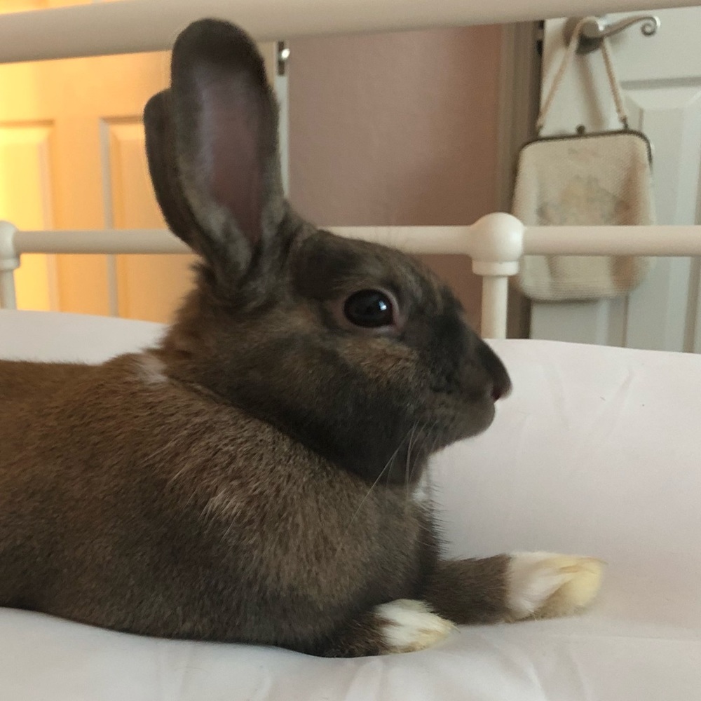 Meet your Posher, Lauren